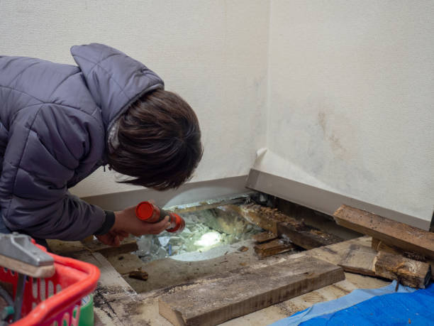 Best Mold Prevention Services  in Drain, OR