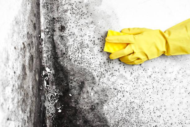 Best Mold Removal for HVAC Installations  in Drain, OR
