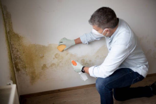 Best Biohazard Mold Removal  in Drain, OR