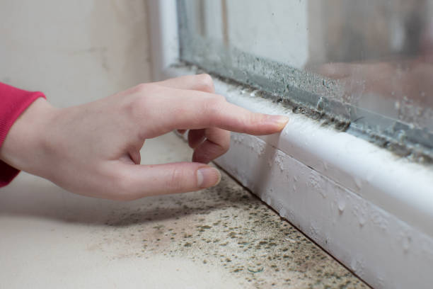 Best Attic Mold Removal  in Drain, OR