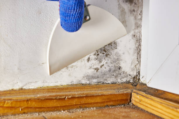 Best Asbestos and Lead Testing During Mold Inspection  in Drain, OR
