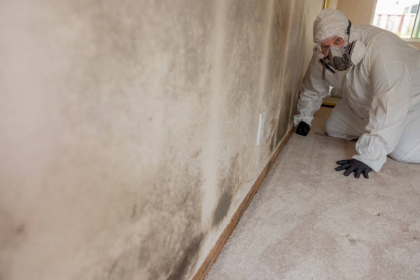 Best Real Estate Mold Inspection  in Drain, OR